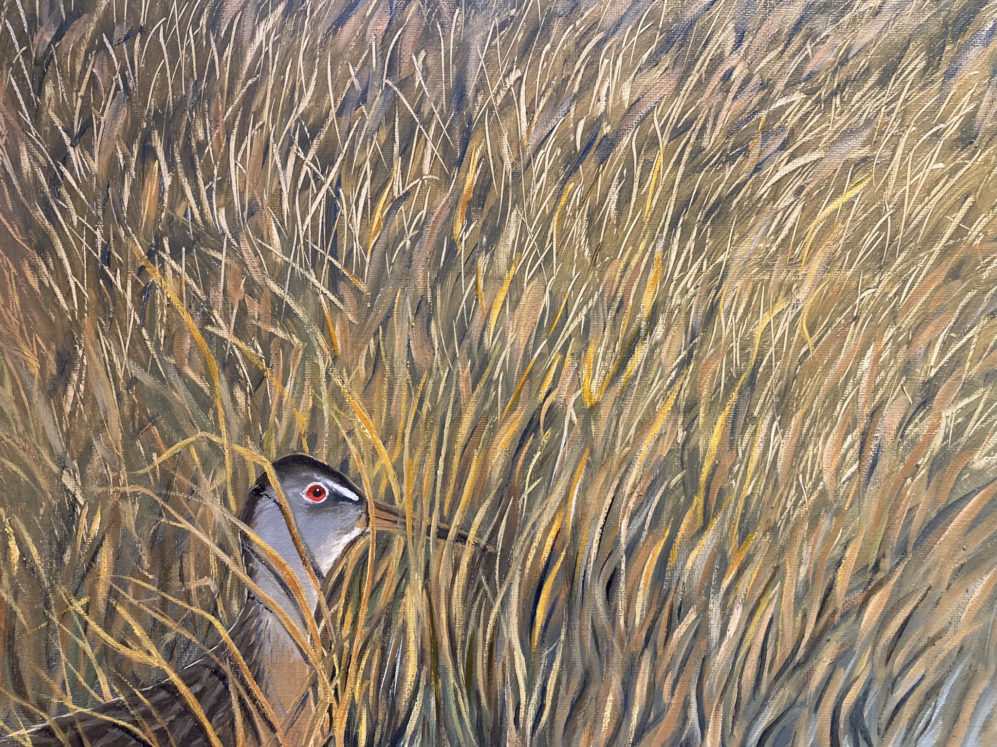 Clapper Rail Painting